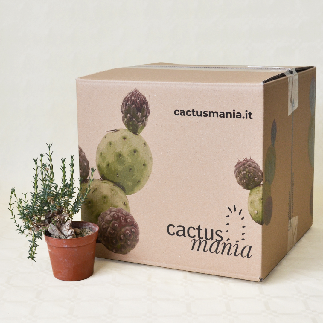 Trichodiadema bulbosum vaso Ø 7,5 | Cactus Mania