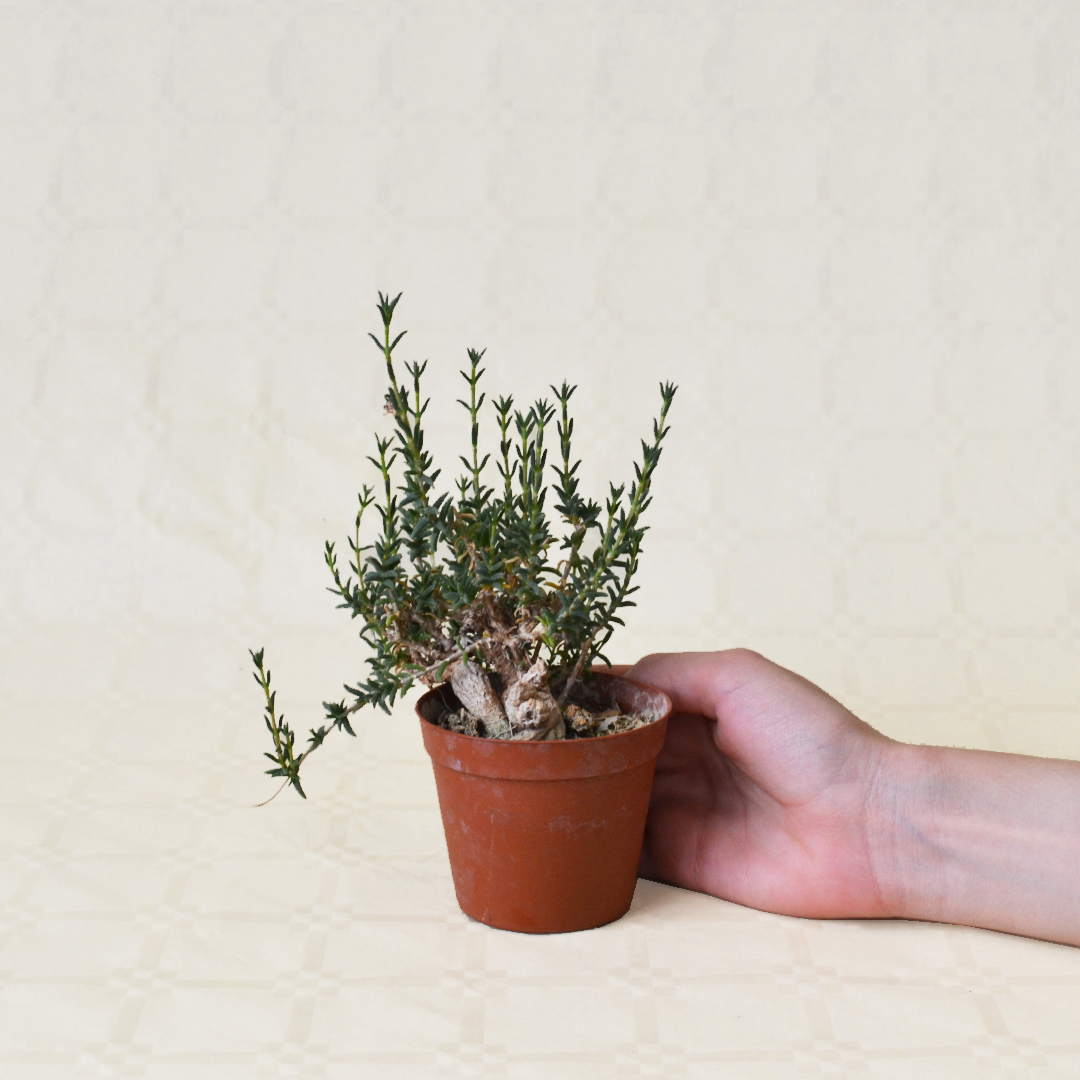 Trichodiadema bulbosum vaso Ø 7,5 | Cactus Mania