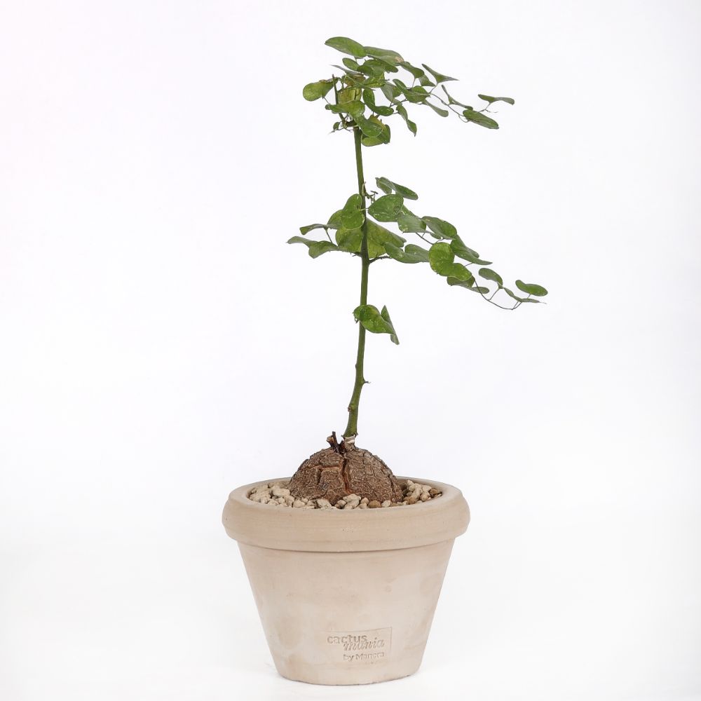 Dioscorea elephantipes Ø 14