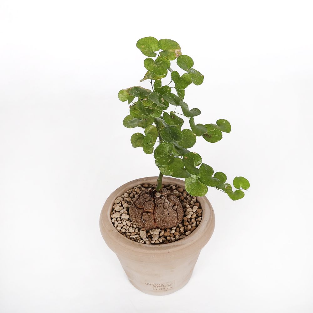 Dioscorea elephantipes Ø 14