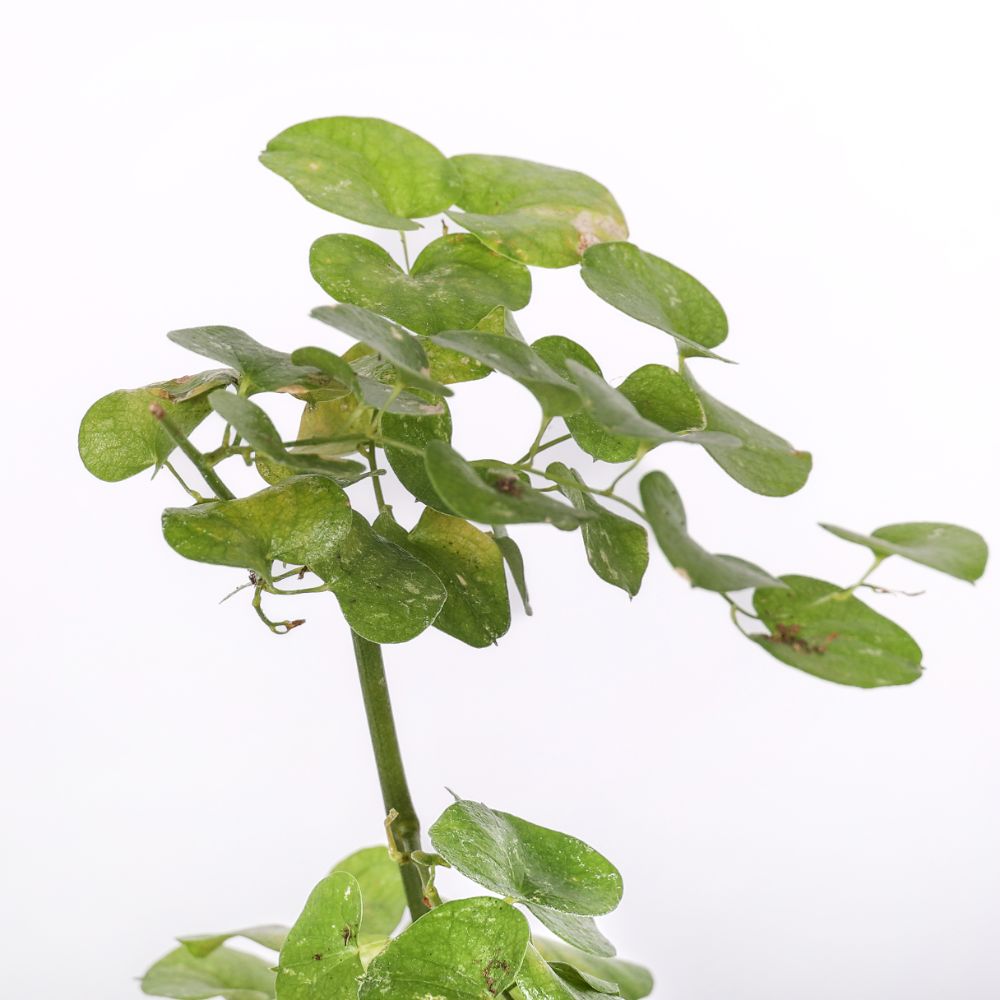 Dioscorea elephantipes Ø 14