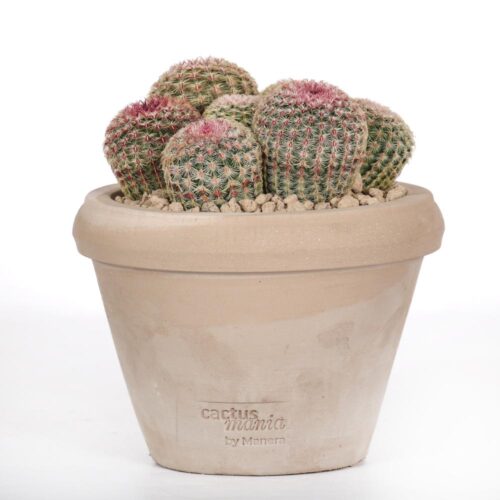 Echinocereus rigidissimus rubrispinus Ø 14
