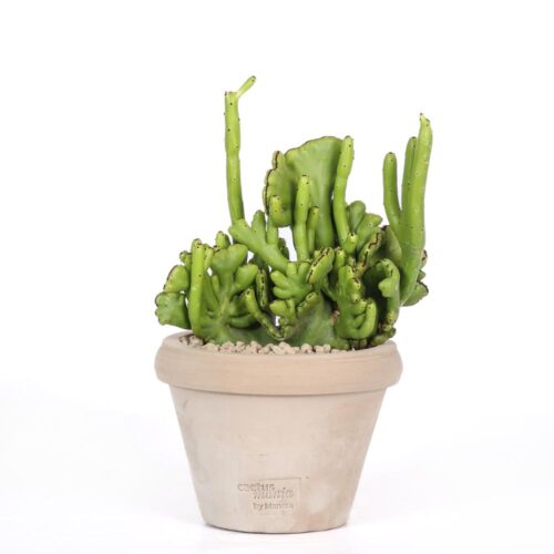 Euphorbia leucodendron f. crestata Ø 14