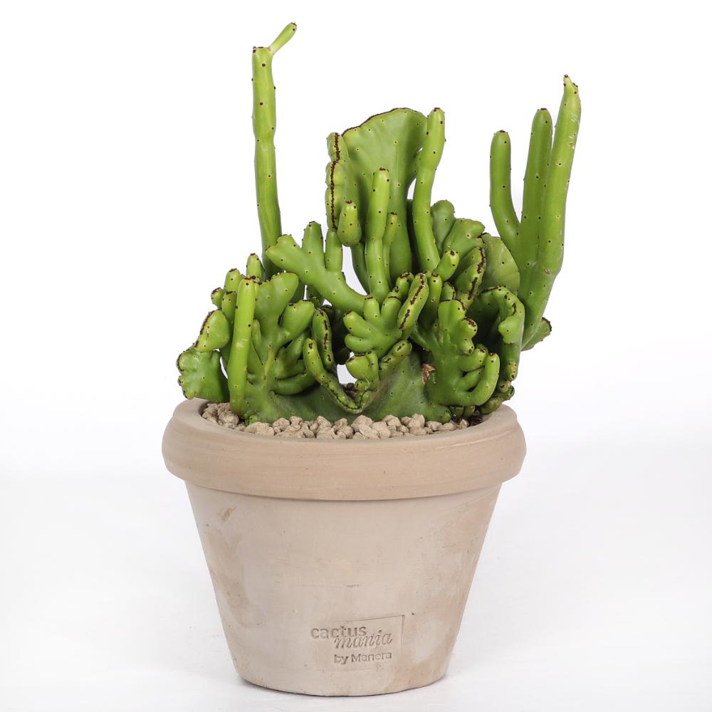 Euphorbia leucodendron f. crestata Ø 14
