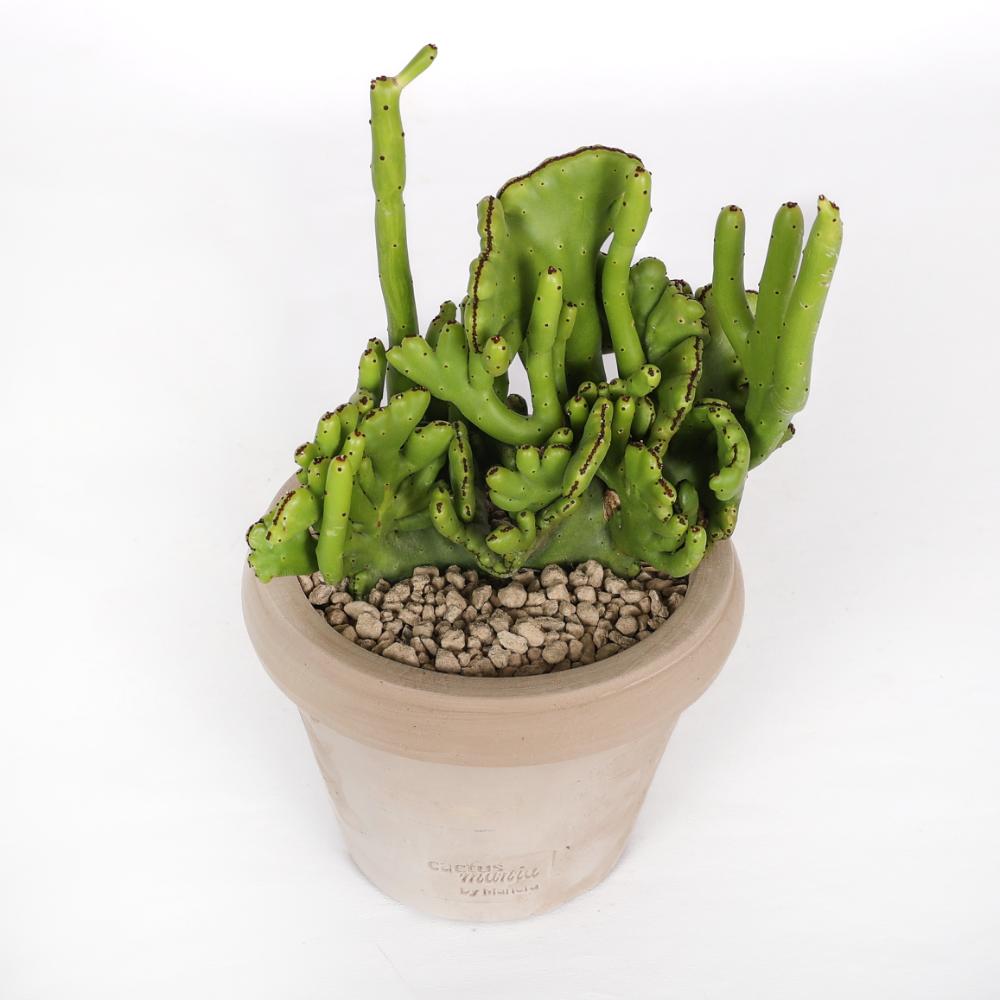 Euphorbia leucodendron f. crestata Ø 14