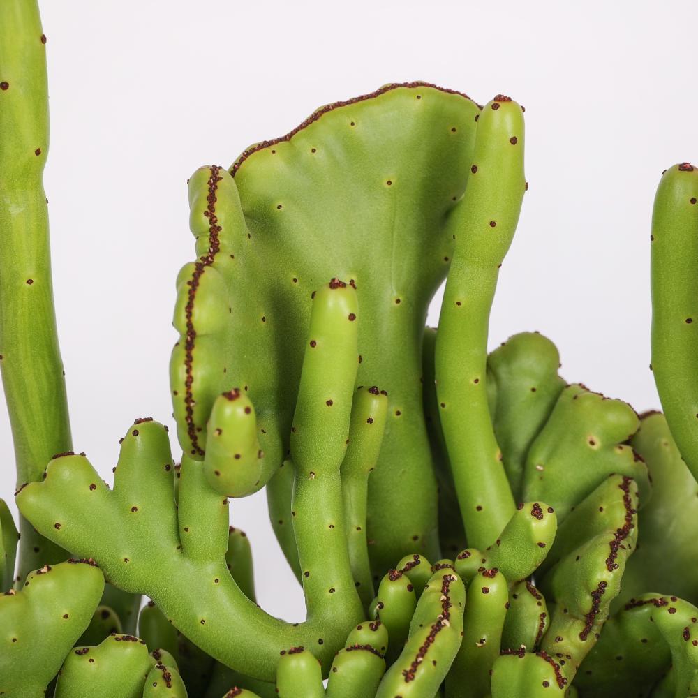 Euphorbia leucodendron f. crestata Ø 14