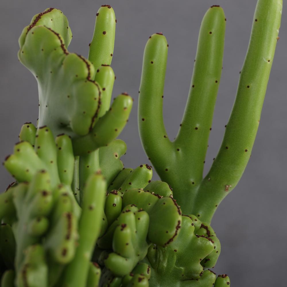Euphorbia leucodendron f. crestata Ø 14
