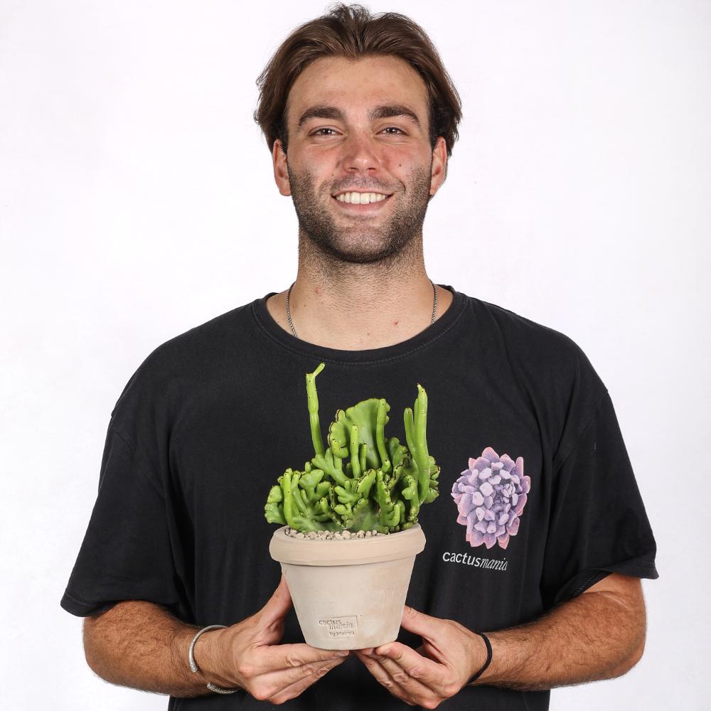 Euphorbia leucodendron f. crestata Ø 14