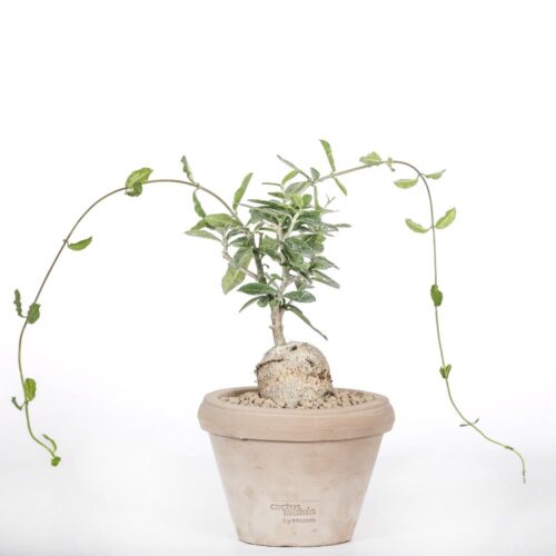 Fockea edulis Ø 14