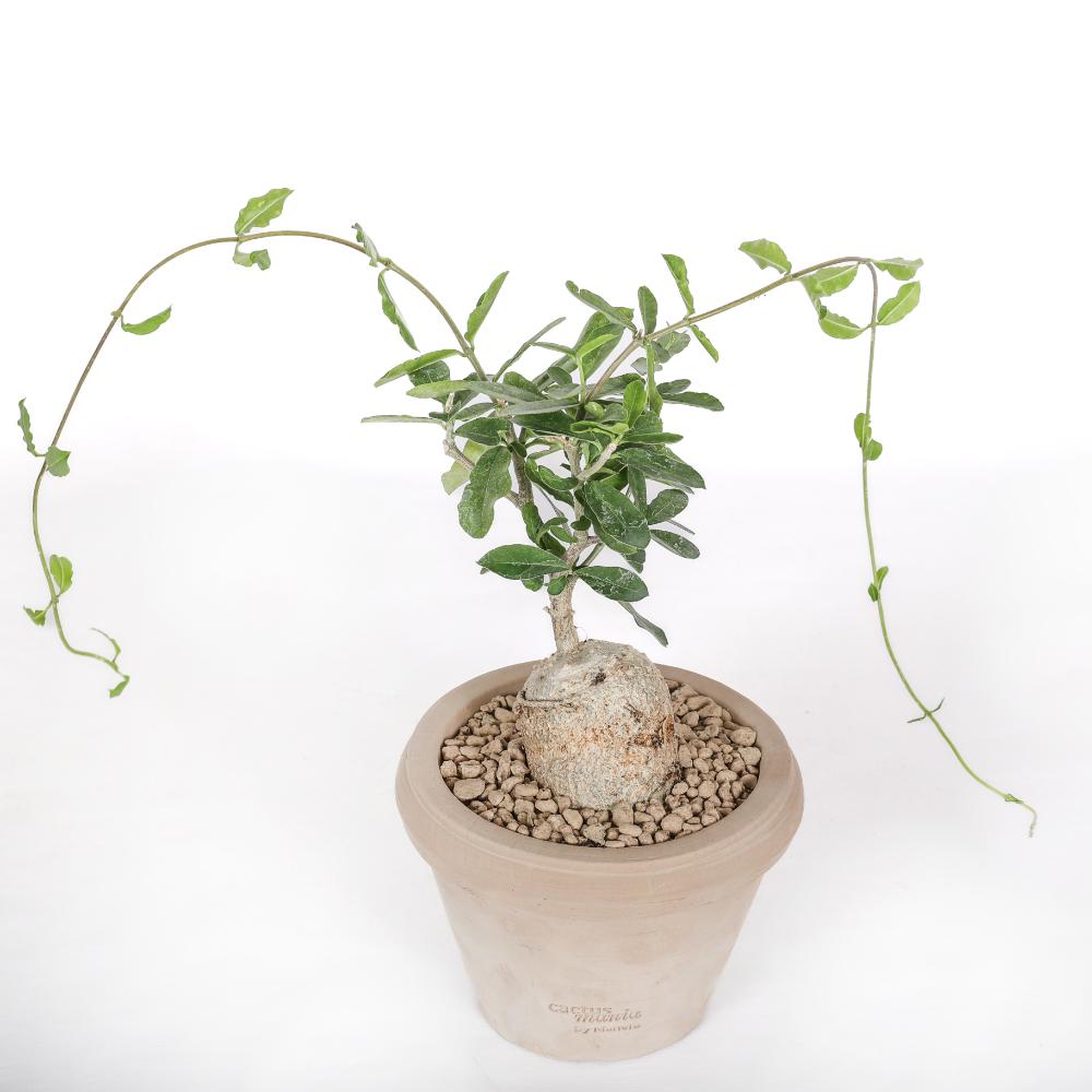 Fockea edulis Ø 14