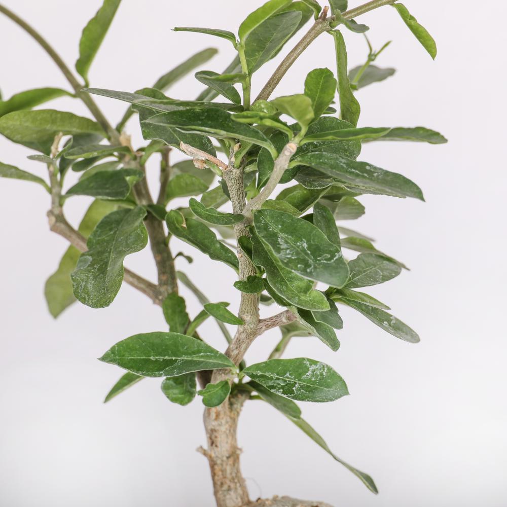 Fockea edulis Ø 14