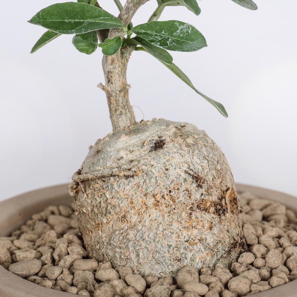 Fockea edulis Ø 14