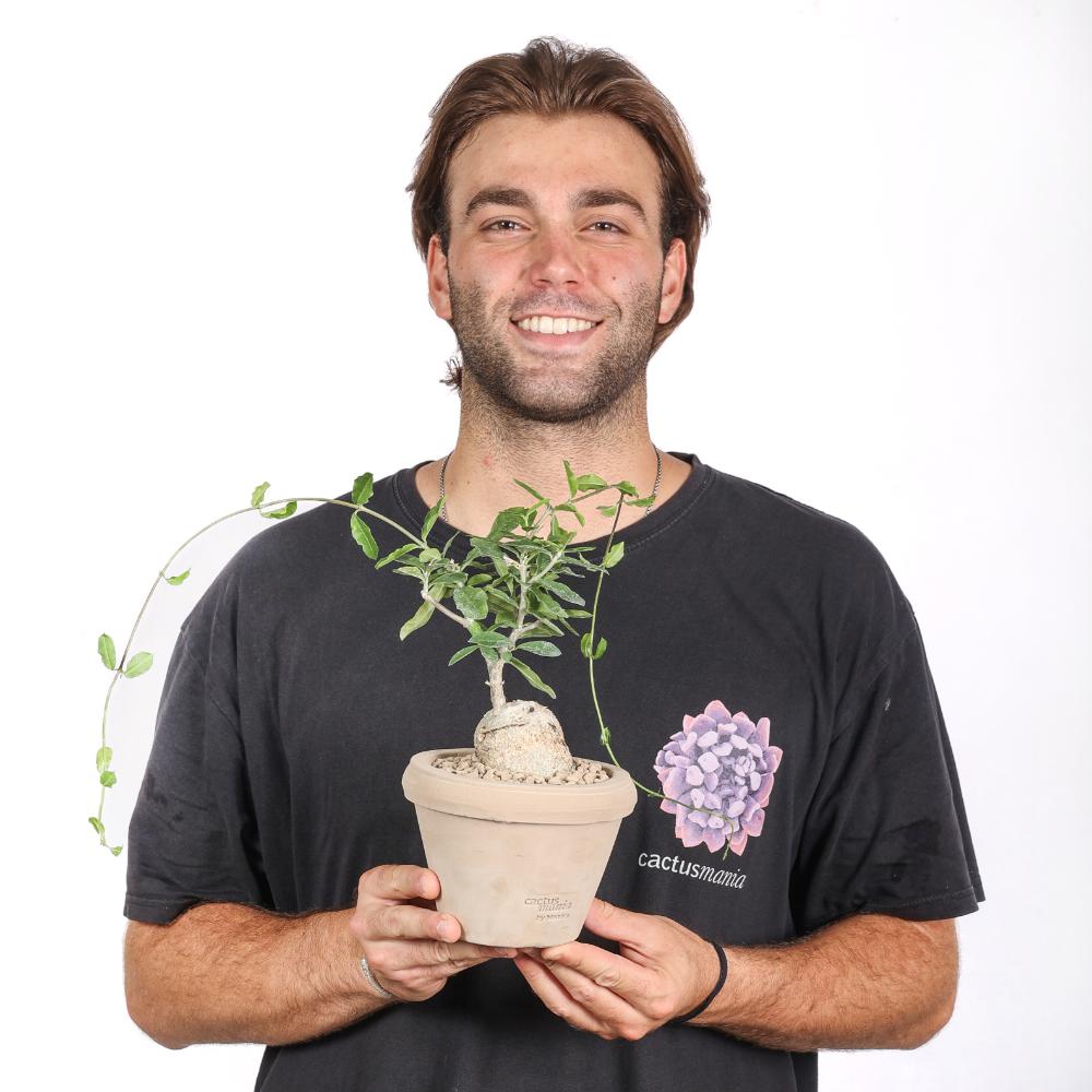 Fockea edulis Ø 14