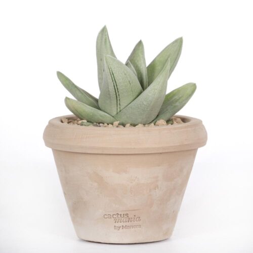 Gasteraloe Green Ice Ø 14