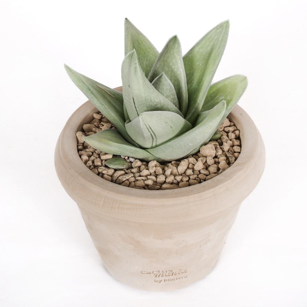 Gasteraloe Green Ice Ø 14