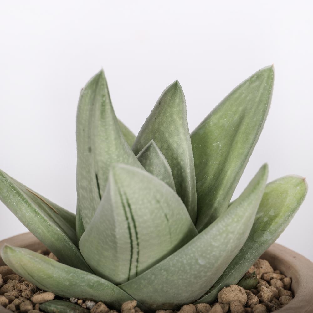 Gasteraloe Green Ice Ø 14