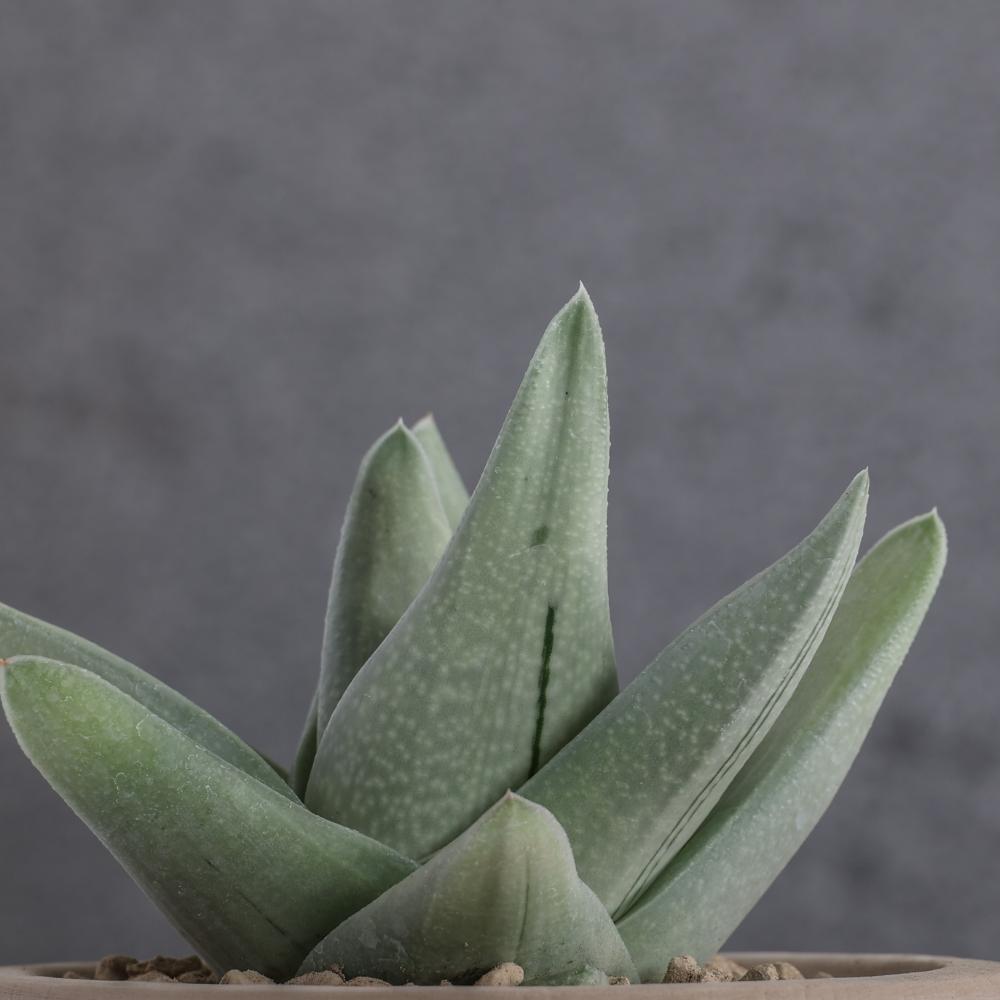 Gasteraloe Green Ice Ø 14
