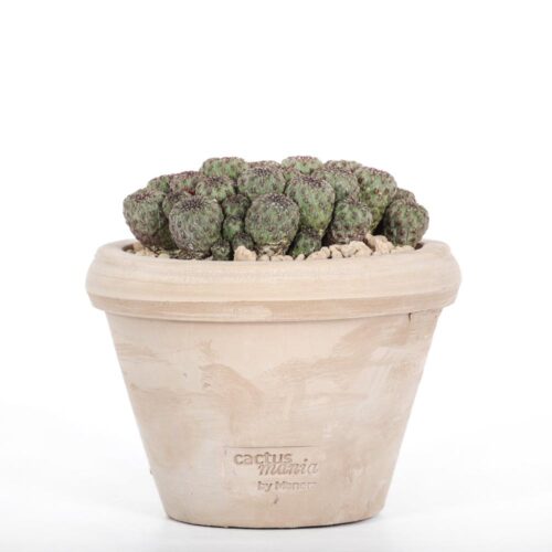 Sulcorebutia rauschii Ø 14