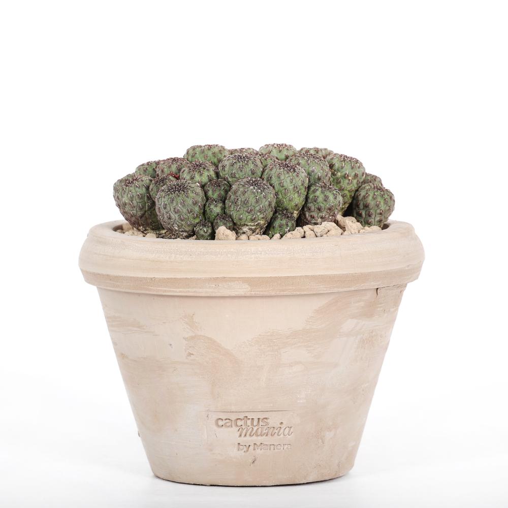 Sulcorebutia rauschii Ø 14