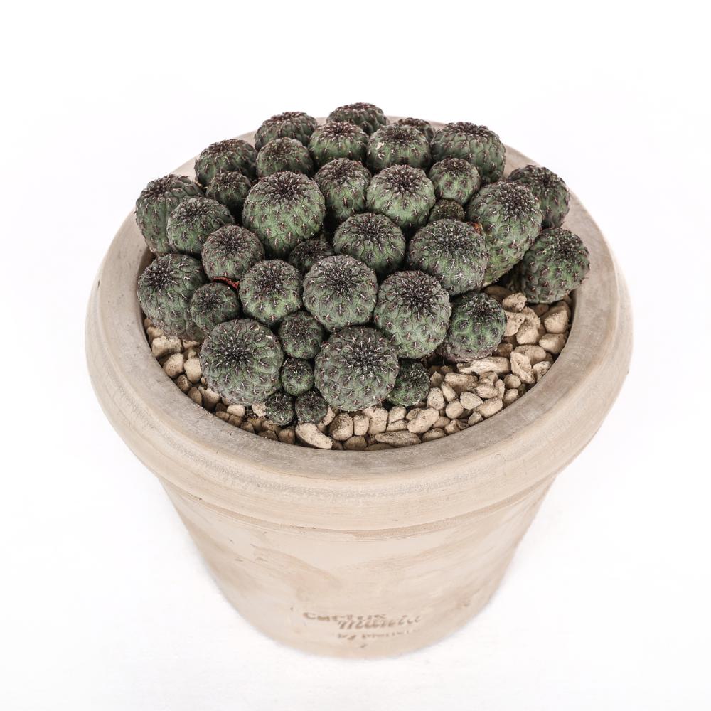 Sulcorebutia rauschii Ø 14