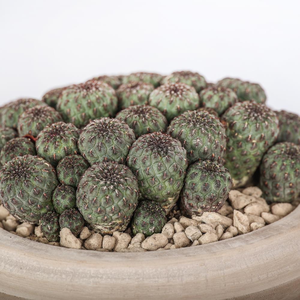 Sulcorebutia rauschii Ø 14