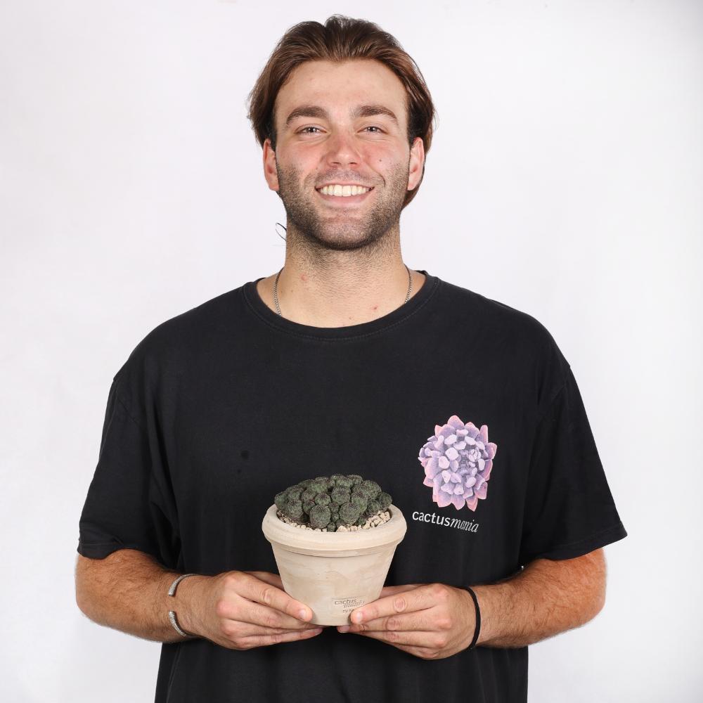 Sulcorebutia rauschii Ø 14