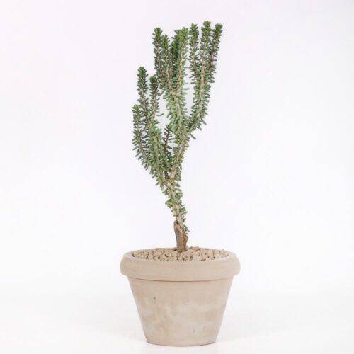 Portulacaria namaquensis Ø 14