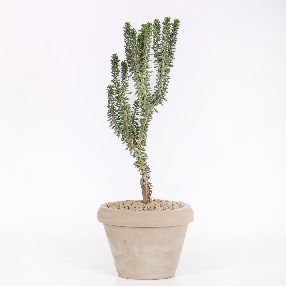 Portulacaria namaquensis Ø 14