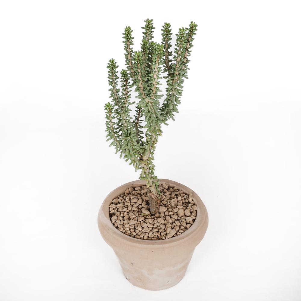 Portulacaria namaquensis Ø 14