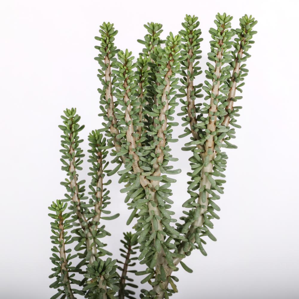 Portulacaria namaquensis Ø 14