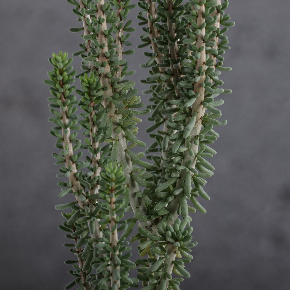 Portulacaria namaquensis Ø 14