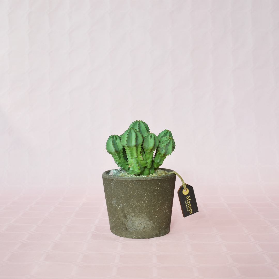 Euphorbia fruticosa inermis vaso Ø 12 - Linea Manera