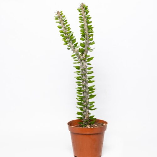 Alluaudia procera vaso Ø 14