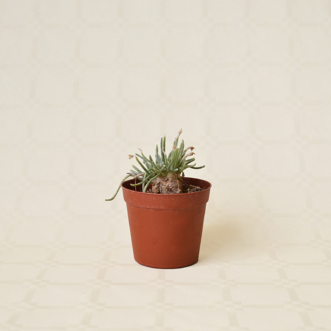Avonia quinaria vaso 7,5