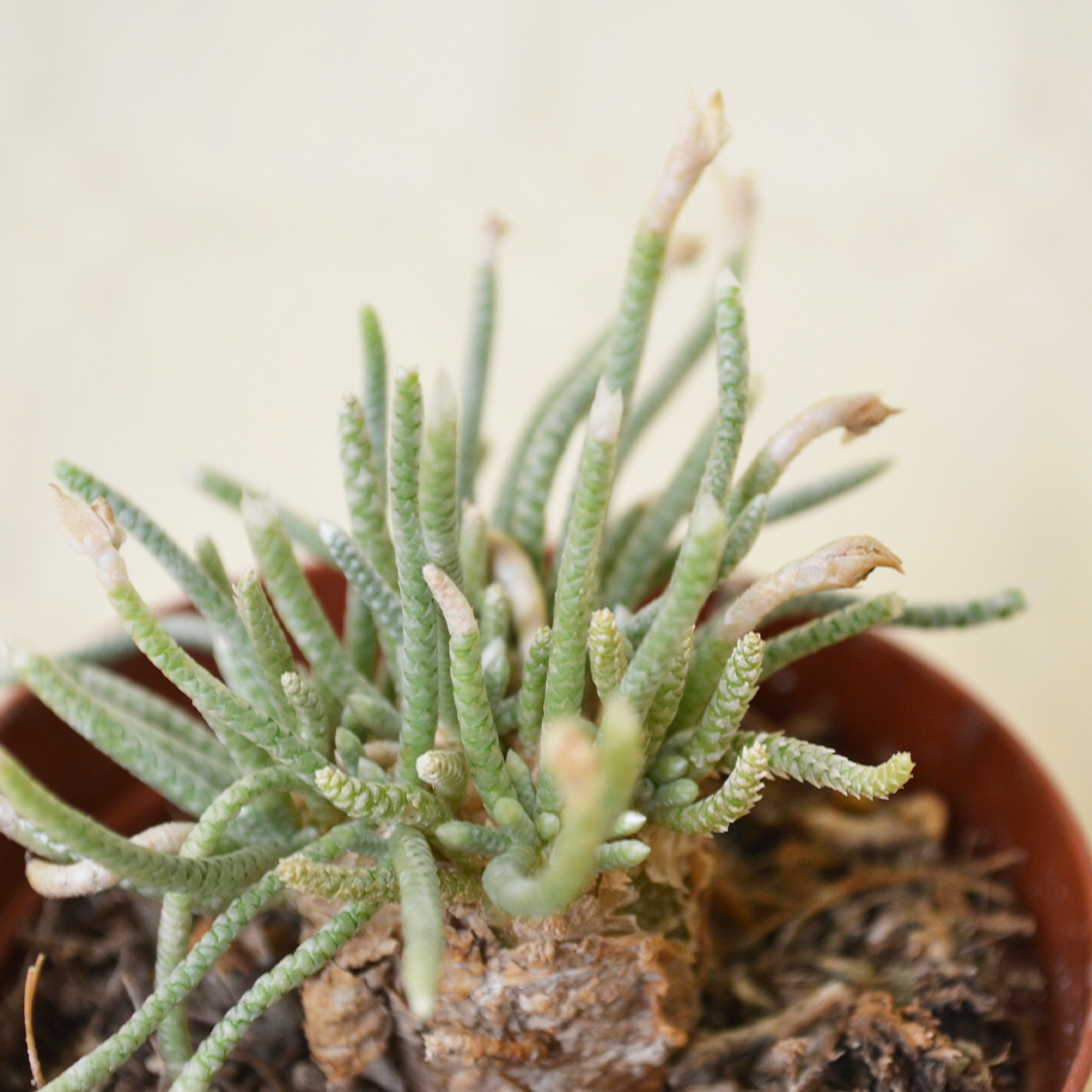 Avonia quinaria vaso 7,5