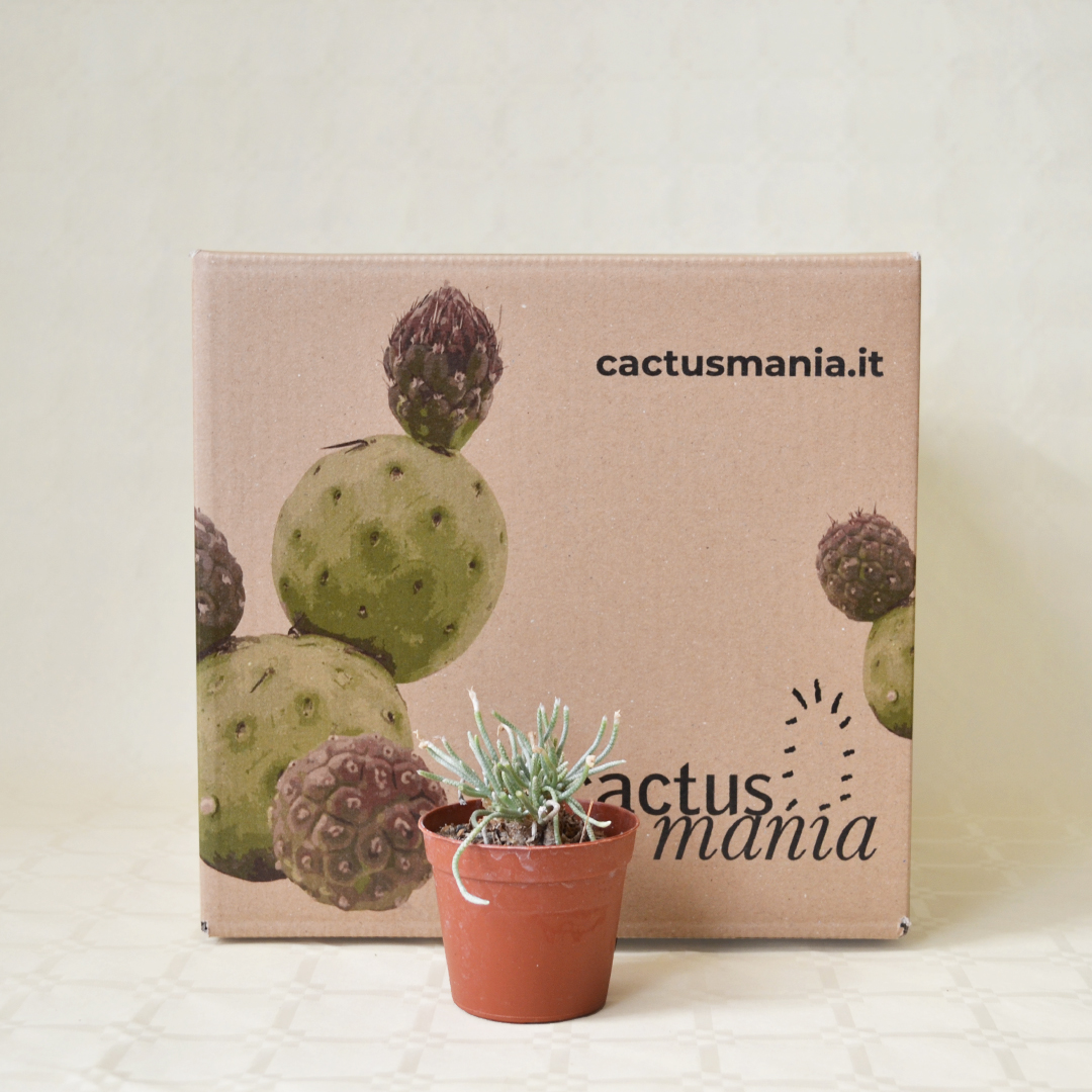Avonia quinaria vaso 7,5