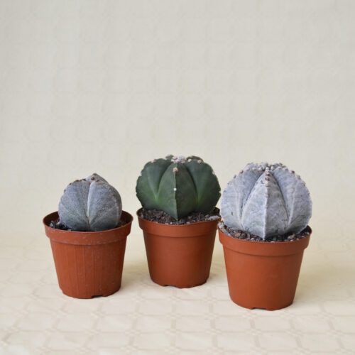 Mix 3 Astrophytum assortiti Ø 13 cm