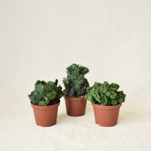 Set 3 Euphorbia crestate Ø 10,5 cm