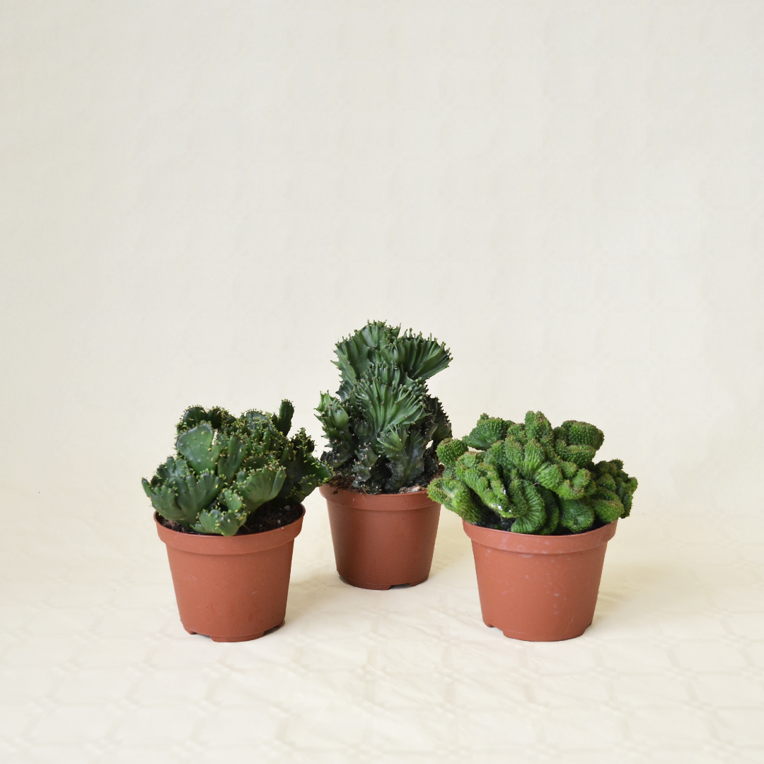 Set 3 Euphorbia crestate Ø 10,5 cm