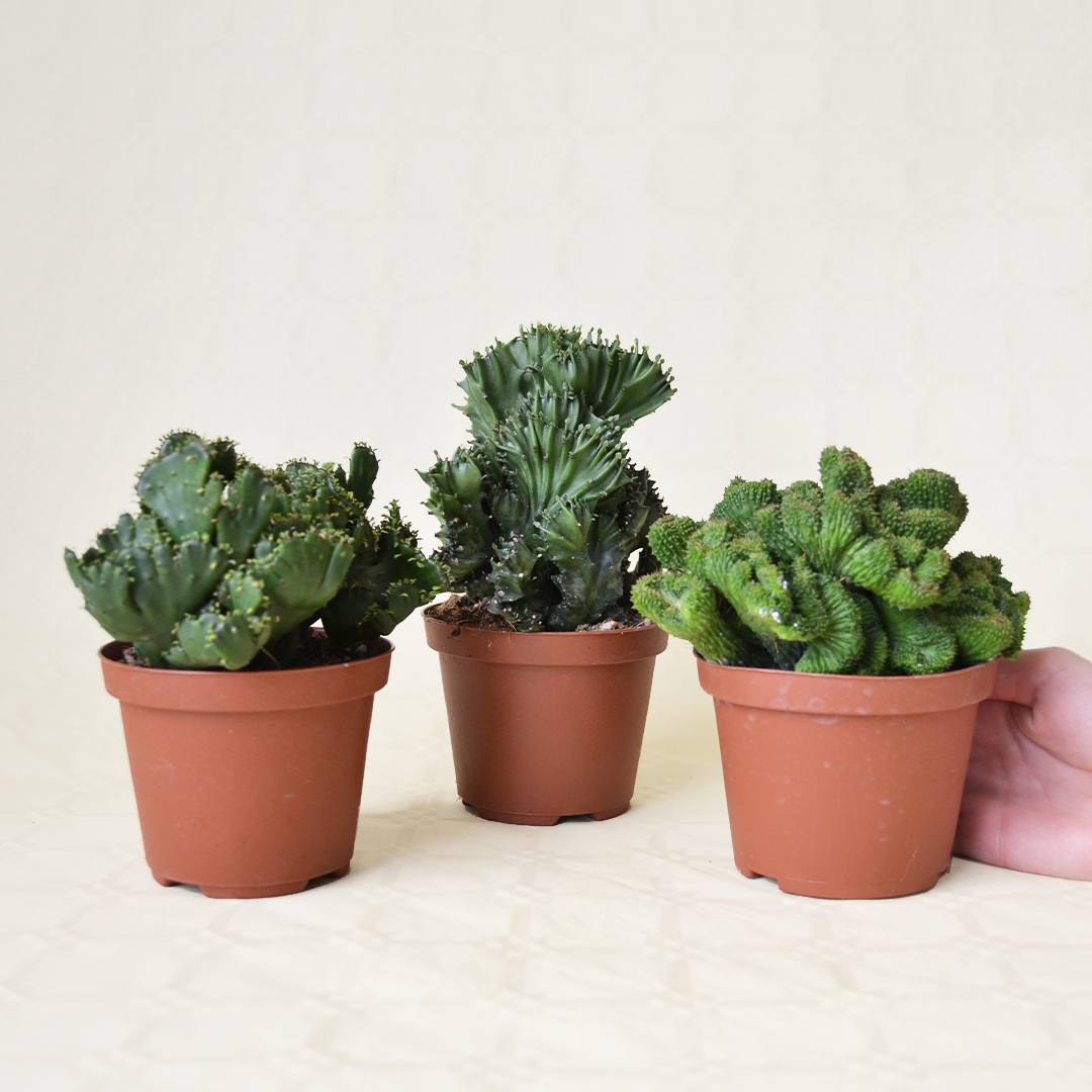 Collezione Euphorbia crestata 3 piante vaso Ø 10,5
