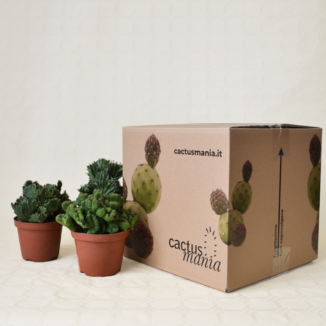 Collezione Euphorbia crestata 3 piante vaso Ø 10,5