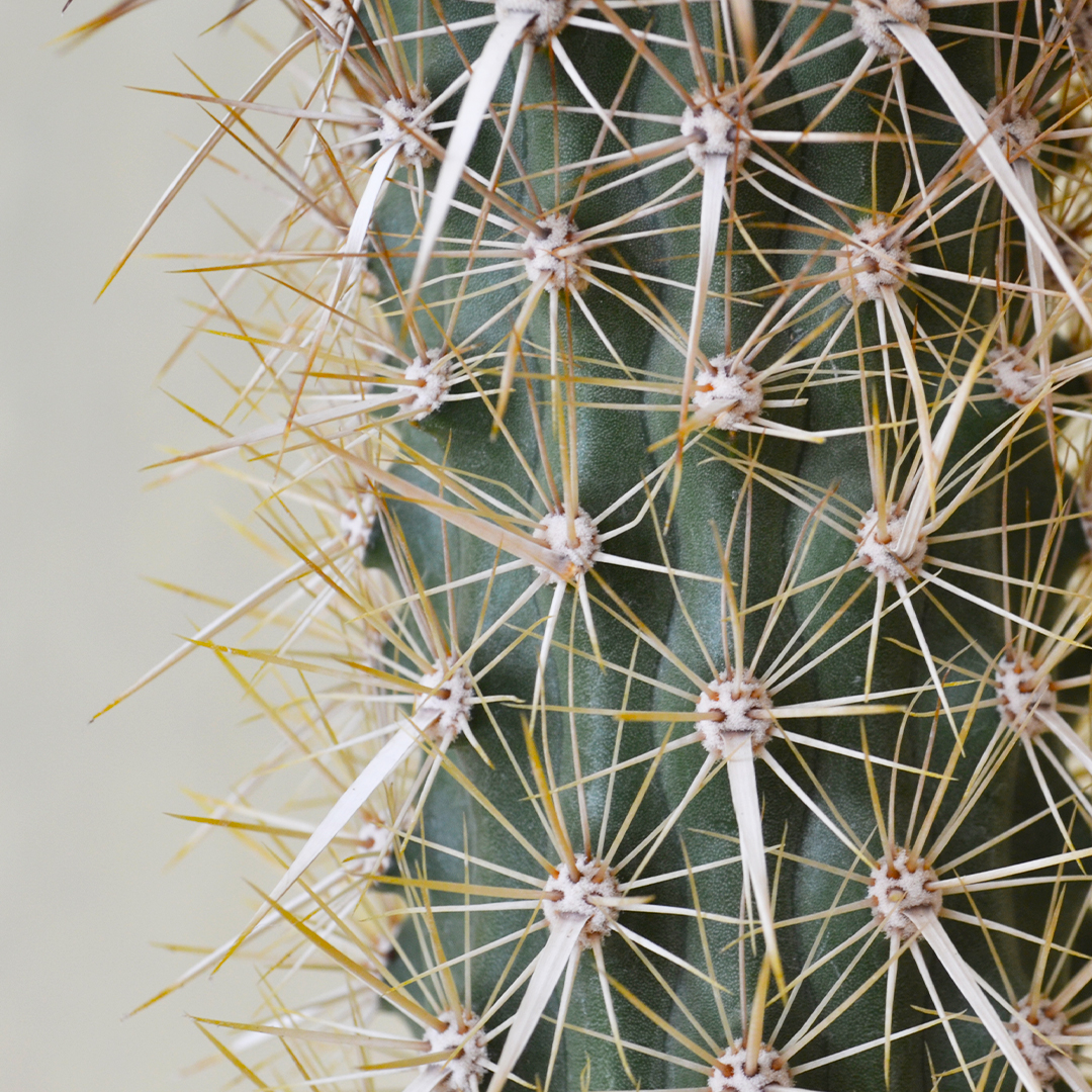 Stenocereus eruca (Machaerocereus eruca) vaso Ø 15 - immagine 2