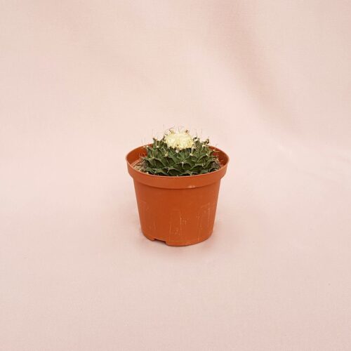 Obregonia denegrii vaso 10,5