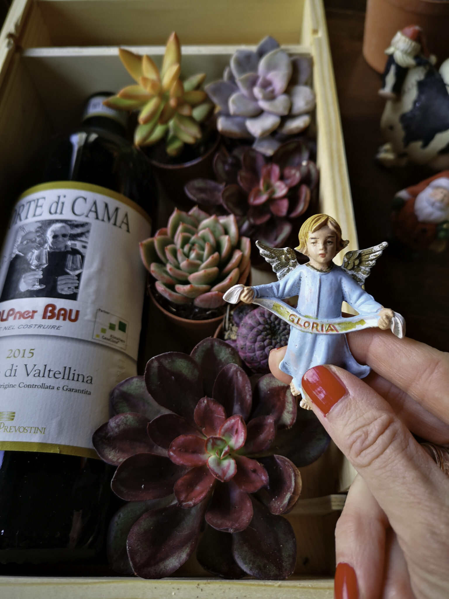 Piante Grasse e Angioletto