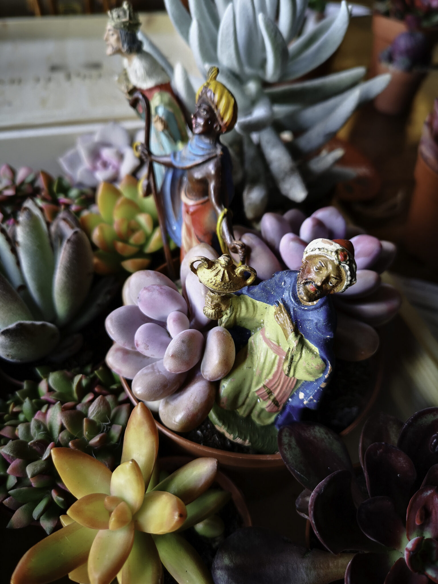 Piante Grasse e Re Magi