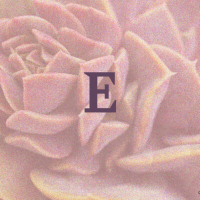 Foto di famiglia Echeveria