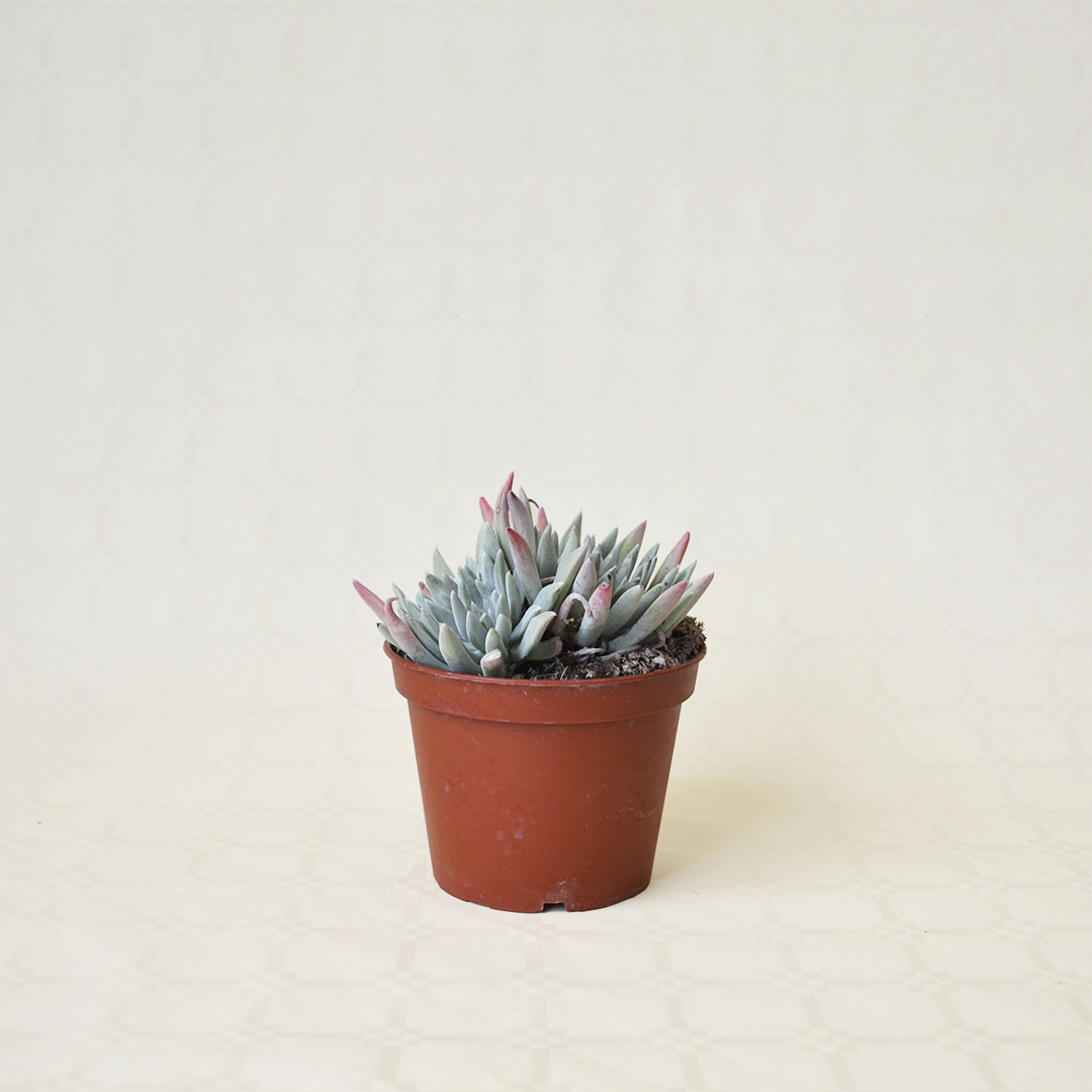 Dudleya caespitosa vaso 13
