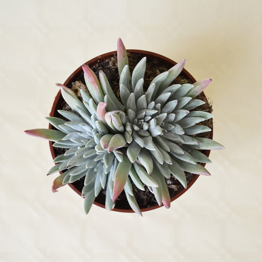 Dudleya caespitosa vaso 13