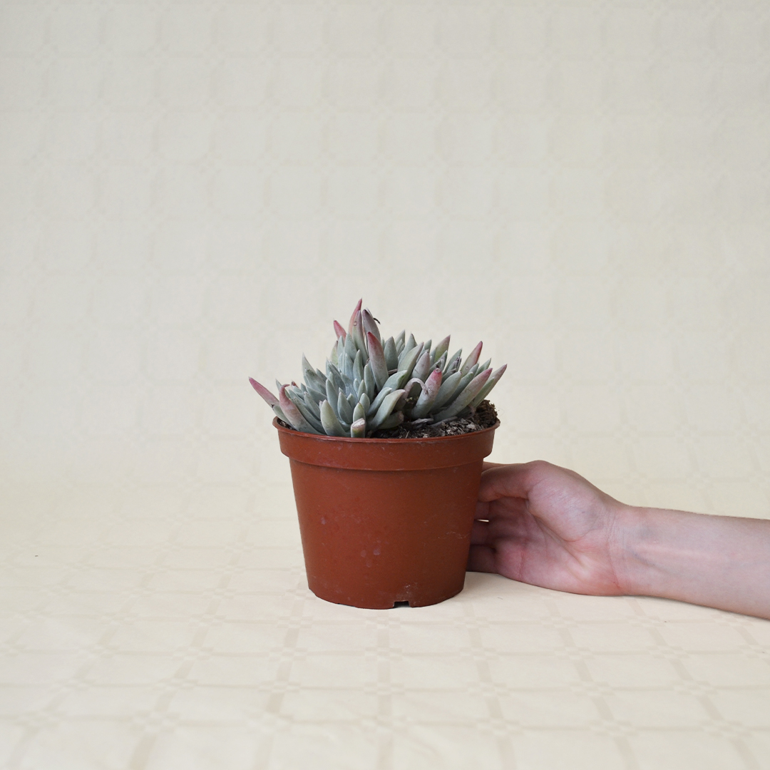 Dudleya caespitosa vaso 13