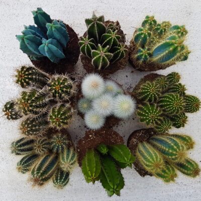 Cactaceae come i Cereus